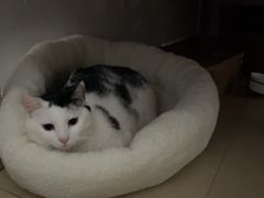 -宠颐生猫科·内科皮肤科(西平世纪城店)