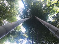 -上海佘山国家森林公园天马山园