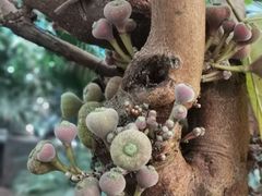 -呀路古热带植物园