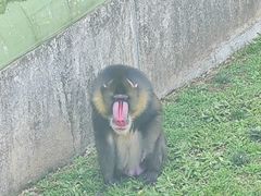 -大连森林动物园