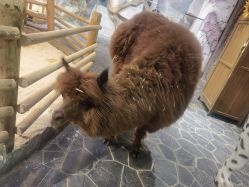 -Zoolung Zoolung动物主题公园(海信广场店)