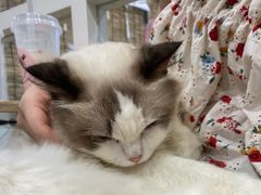 -楼上猫咖(罗湖店)