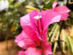 -呀路古热带植物园