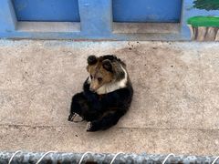 -青藏高原野生动物园