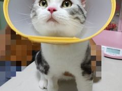 -乐派堂宠物医院·猫友好· 心脏科(东街店)