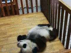 熊猫-成都大熊猫繁育研究基地