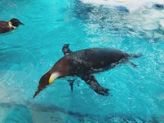 -帝企鹅自助餐厅•儿童岛•真企鹅(长隆企鹅酒店)