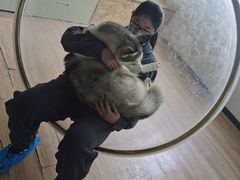 -Husky Go! 哈士奇体验馆·宠物咖啡厅狗咖