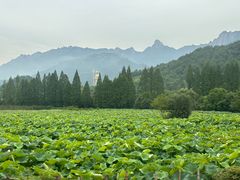 -九华山风景区