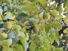 -星美国际影商城(黄龙店)