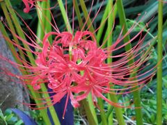 -上海东方佘山翰悦阁酒店·Vie全日制餐厅