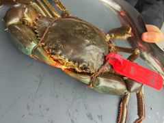 斯里兰卡青蟹-Ministry of Crab•MOC(交子大道店)