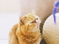 -猫和宫(六道口店)
