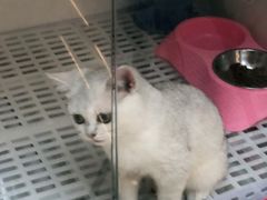 -lincat·猫舍(广州店)