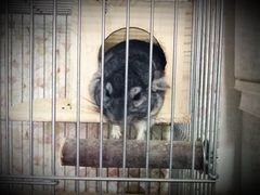 upload_pic-龙猫仔乐园(惠福东路店)