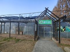 -前小桔亲子创意农场·草莓采摘·露营烧烤
