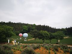 -大塘金香草谷