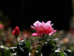 -人民公园(罗湖区)