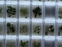 -广东中医药博物馆