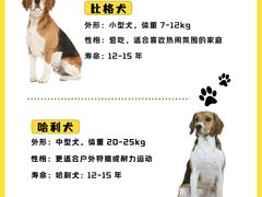 -翊宠yipet猫狗购宠庄园