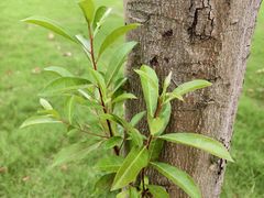 -昆山城市生态森林公园