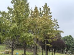 -白鹭湾湿地公园