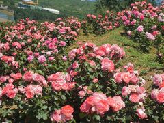 -密云玫瑰情园