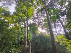 -西双版纳原始森林公园