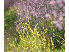 -花开海上生态园