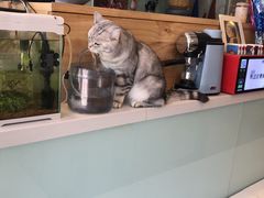 -平行世界·猫咖(首经贸店)