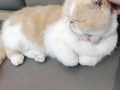 -喵园·猫主题咖啡厅·撸猫·猫咖(国贸店)