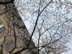 -武汉大学-樱园