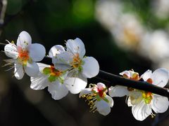 -广州市流溪河国家森林公园