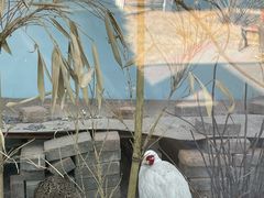-青藏高原野生动物园