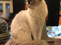 -猫色咖啡·猫咖