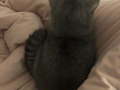 -北京观赏动物医院·24小时大型综合·猫专科·异宠专科