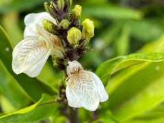 -华侨城湿地公园