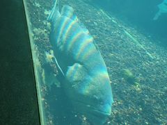 -海棠湾洲际-涛·海底餐厅·美人鱼·自助餐·海底隧道