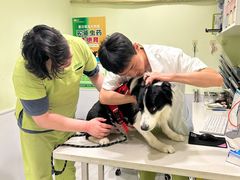 -艾吉宠物医院·疑难杂症转诊中心·猫友好(碧江路院)