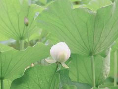 -桂湖森林公园