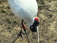 -盐城丹顶鹤湿地生态旅游区