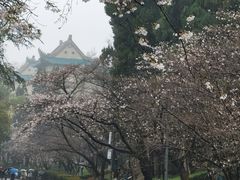 -武汉大学-樱园