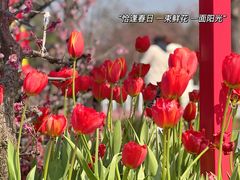 -红梅公园