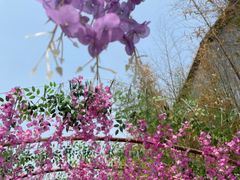 -呀路古热带植物园