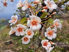 -舒家湾天主教堂