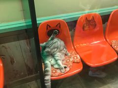 -猫咪博物馆(顶澳仔猫街店)
