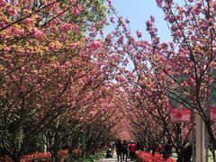 -高东镇樱花园