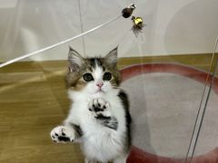 -青奢宠物·青奢猫舍