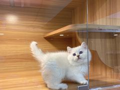 -猫十亿·布偶金渐层·曼基康矮脚猫舍(青年路店)