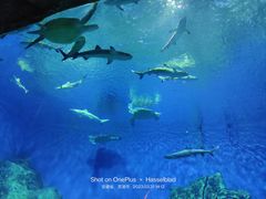 -芜湖新华联大白鲸海洋公园